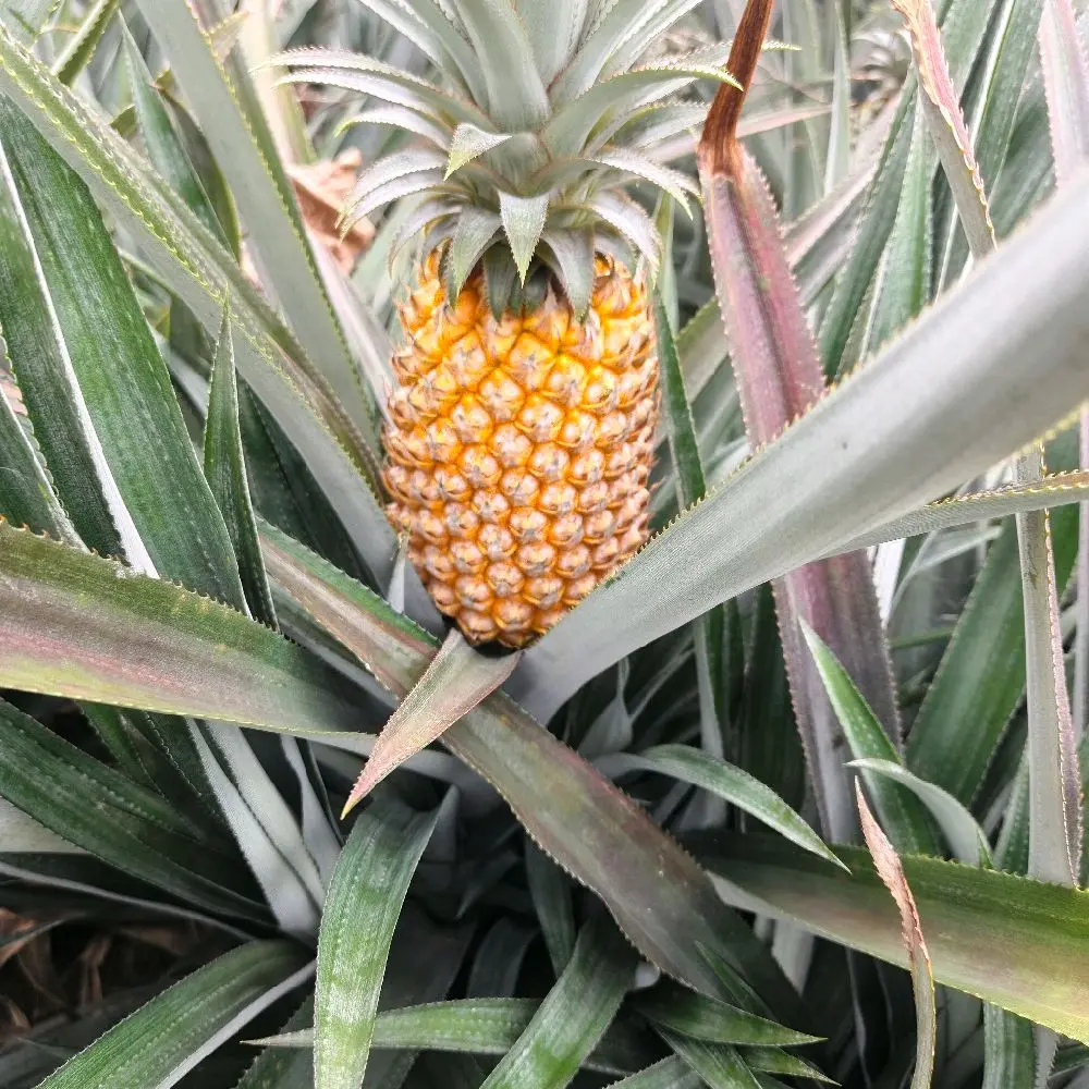 paket siap tanam bibit nanas madu asli kelud jumbo bibit grade A cocok di tanam di area kosong rumah anda