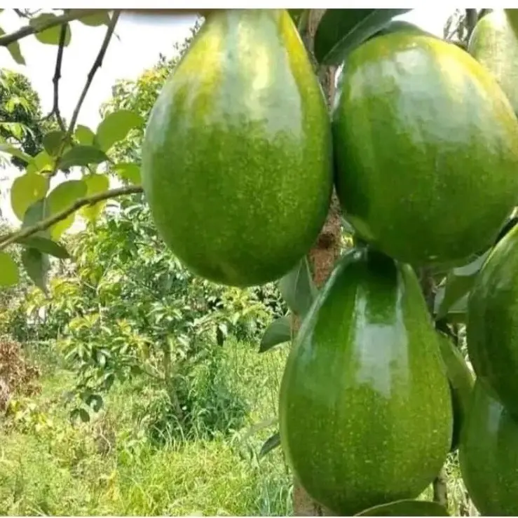 bibit tanaman alpukat ( bibit alpukat segala jenis )