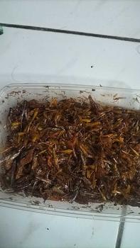 Product Review of belalang utis/belang kecil dpet 1box from E**y 0