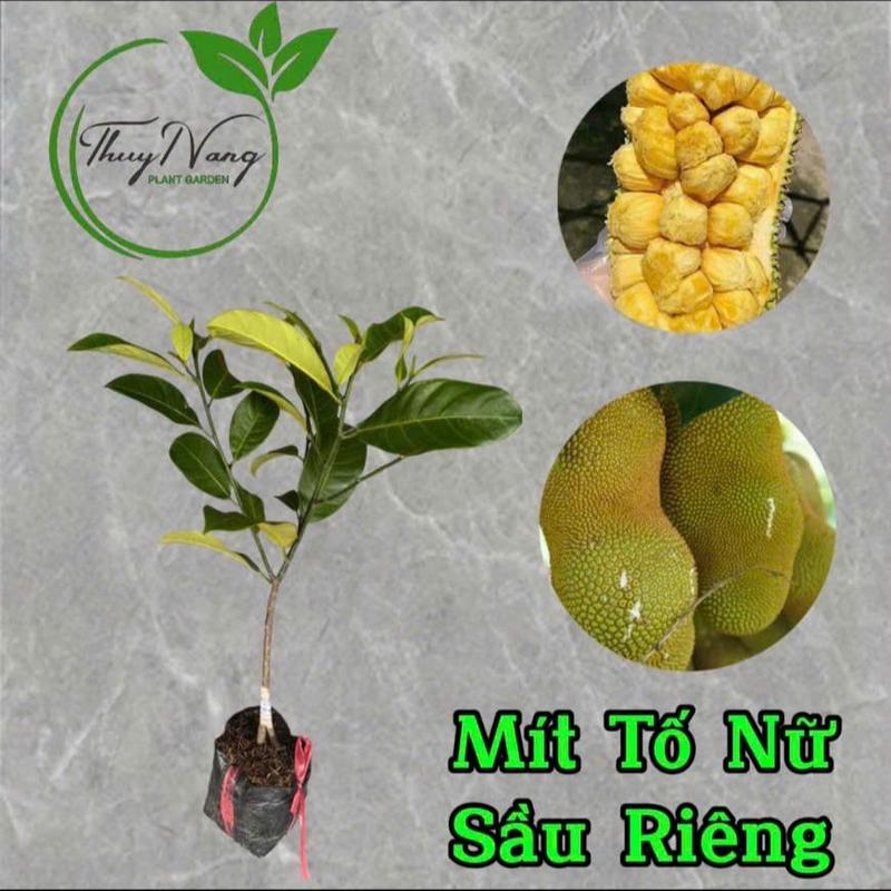 Cây giống mít tố nữ hoàng gia vị sầu riêng
