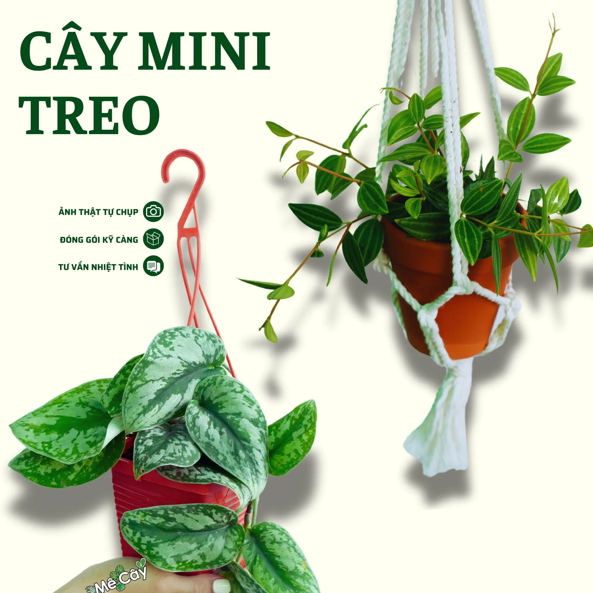 Cây Mini Treo - trang trí góc cửa sổ ban công Decor