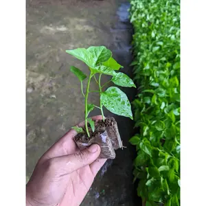 Bibit Cabe Rawit ORI 212 Siap Tanam Kualitas Unggul Merah Menyala Tahan Penyakit
