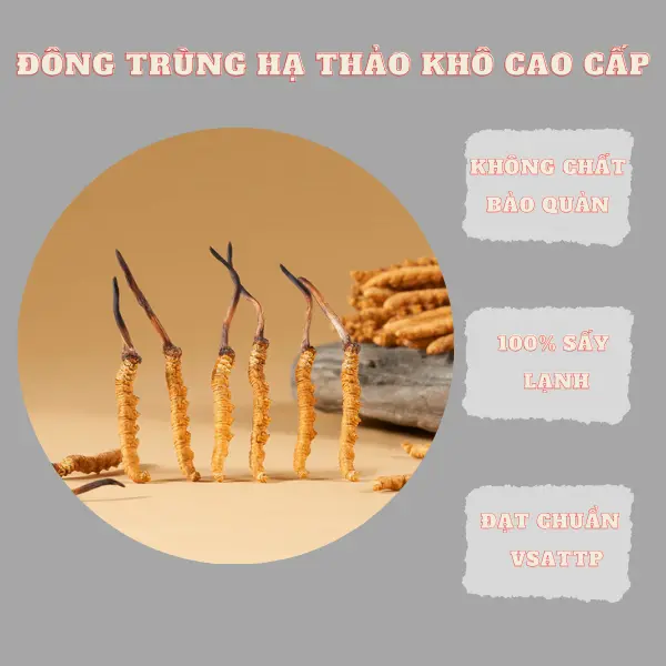 Đông trùng hạ thảo khô Bhutan - Loại 1 Hỗ Trợ Sức Khỏe Cho Người Già