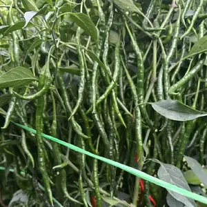 Bibit Cabe Ateng Siboras Lokal 20gr - Model: 20gr Tanaman