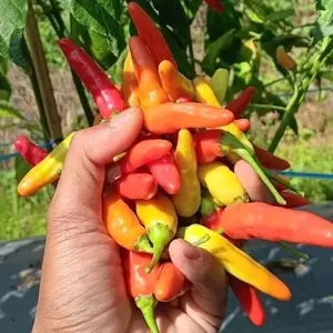 PROMO 1kg Cabe Rawit Merah Ori Fress Baru Petik Hasil Kebun Sendiri