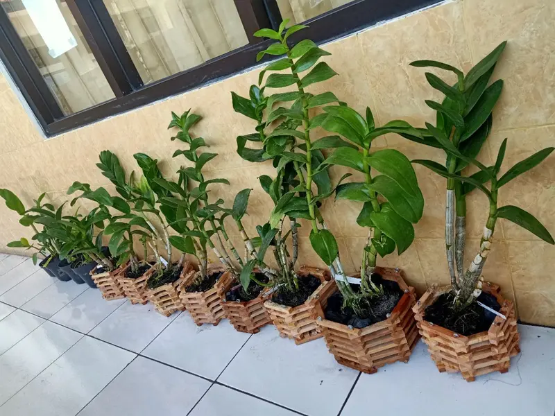 Pot Kayu Anggrek Ukuran 18cm/Pot Kayu Natural/Pot Kayu 2