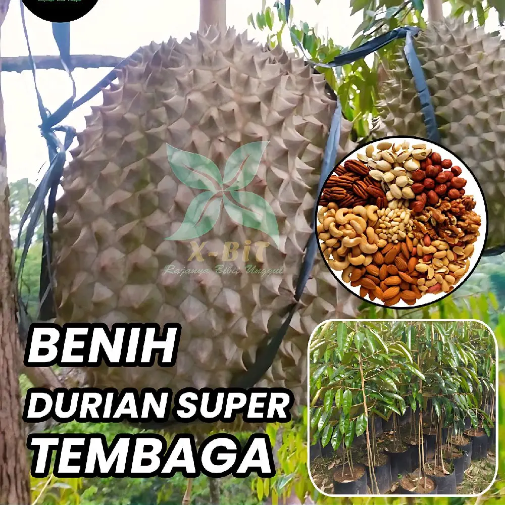 Benih BBT Durian Super Tembaga Premium (Siap Tanam dan Cepat Panen)