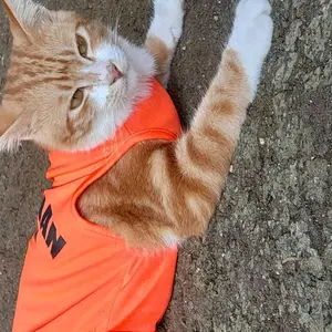 Baju Kucing Lucu “TAHANAN RUMAH”  | Outfit Kucing Anti Galau, Adem, & Stylish – Banyak Warna Pilihan!
