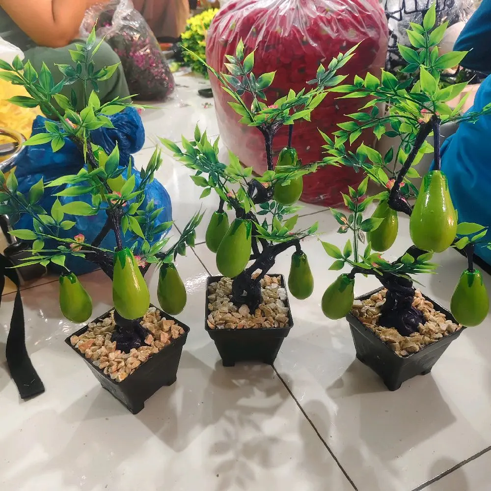 P. Terong hijau vs hitam