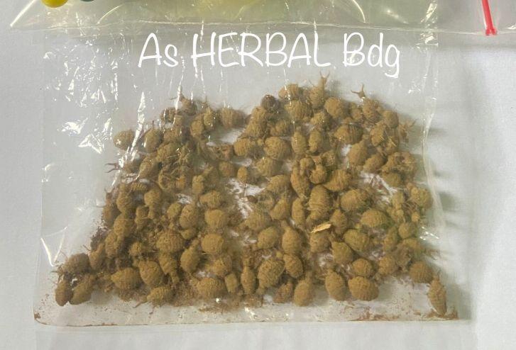 Undur Undur isi 25 pcs alami-az