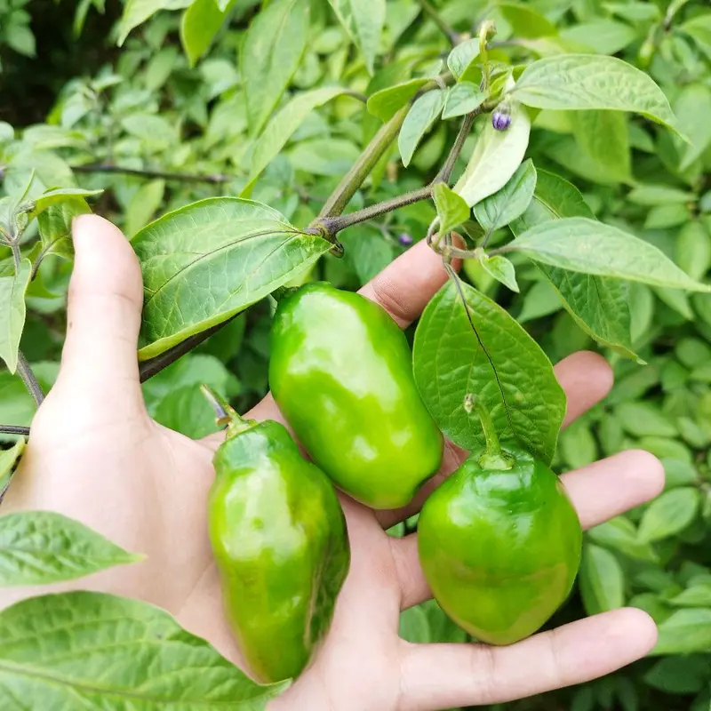 Cabe gendot/cabe kompor 1 kg - cabai segar 4