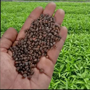 bibit benih kangkung murah daun sedang 1kg