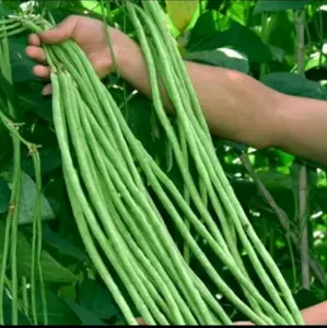 Benih Kacang Panjang Hijau Tavi Hibrida Unggul Repack Bibit benih sayuran Merah Putih Hitam Biji