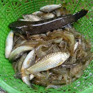 INVERTER PLATINA WIDIA 600-2500WATT 10 Kondensor Mesin Hobi Pertualangan Sungai Rawa Danau Listrik Rumah Tangga Efisiensi Energi Terjamin