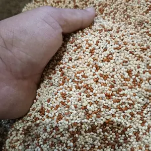 Milet Campur Lovebird Parkit Perkutut 1Kg Pakan Burung Kiloan