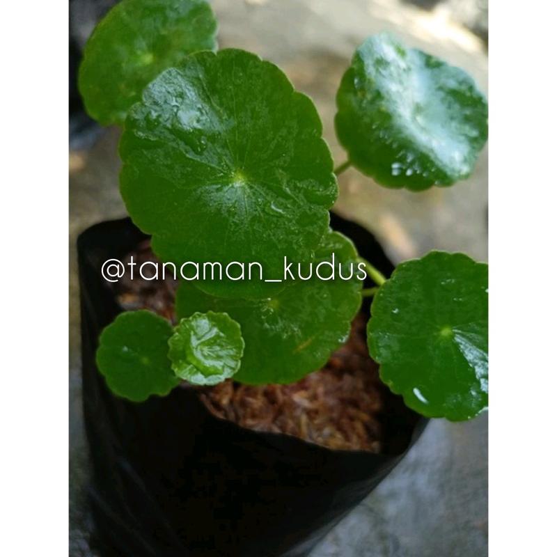 Artificial tanaman Pegagan Asli 1