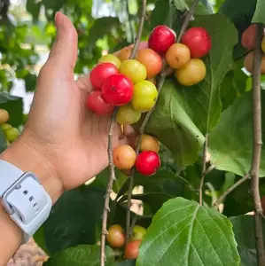 Buah Lobaobi Seger dan Frees 1kg 500gr 250gr Buah Langka - Fresh Produce