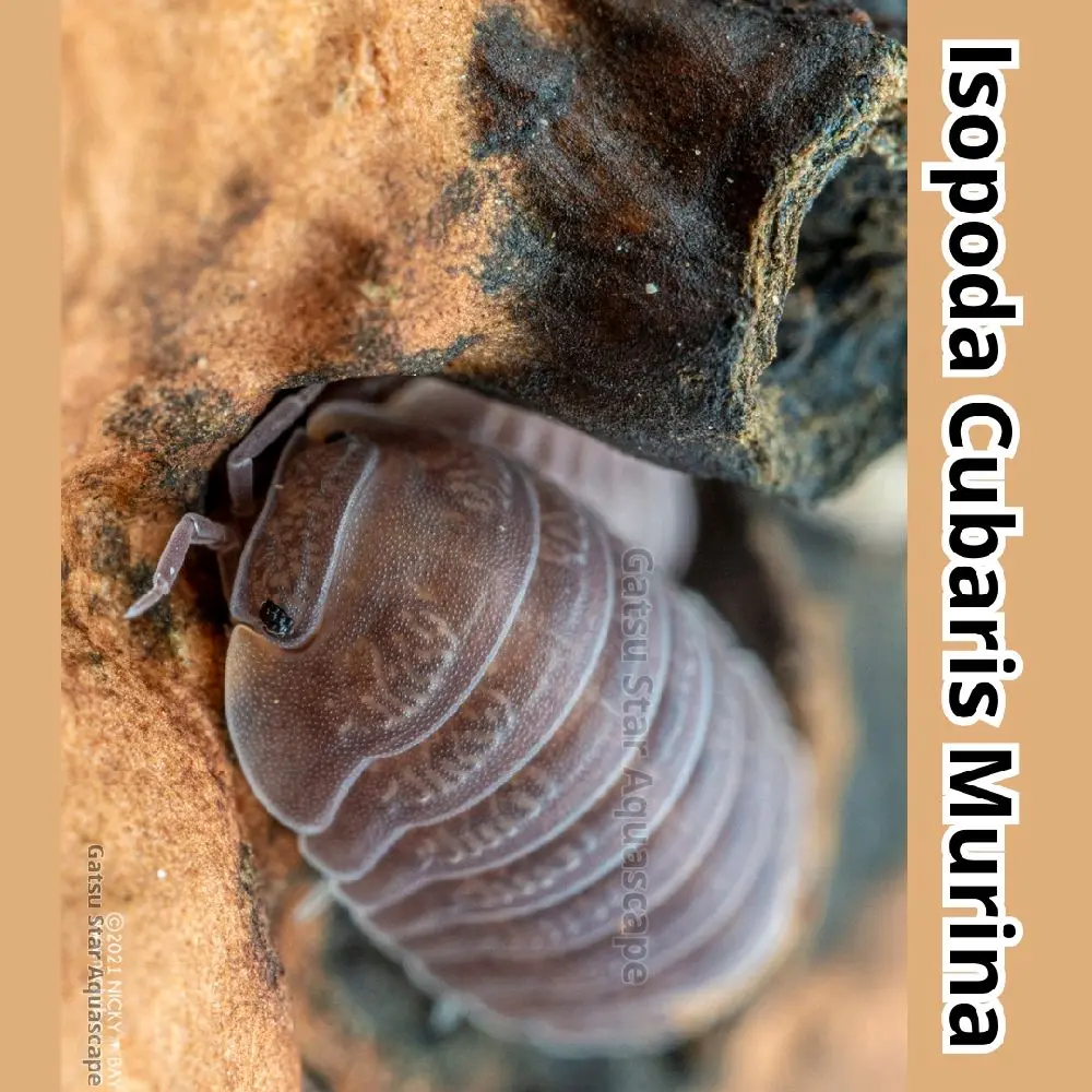 Paludarium Vivarium Isopod Cubaris Murina