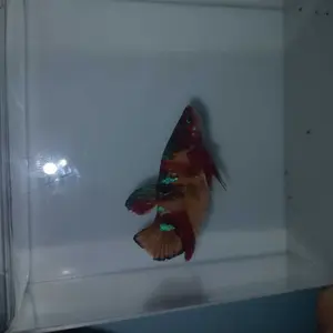Akuarium Cupang 10x5x12 cm Bahan Akrilik