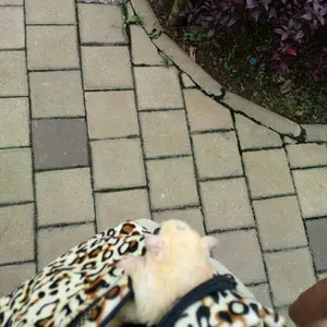 TRAVEL POUCH BONDING TAS SUGAR GLIDER / TUPAI TERBANG / HAMSTER