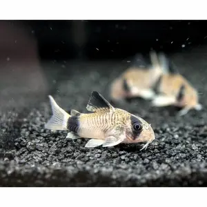 coridoras panda - hiasan aquarium