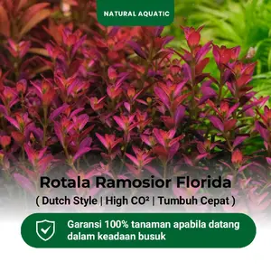 Rotala Ramosior Florida 15 Batang Rare Plants - Tanaman Aquascape - Tanaman Akuarium