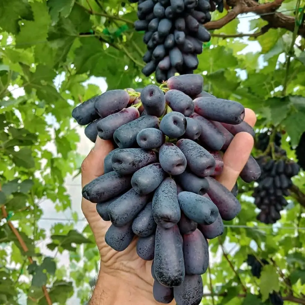 Bibit anggur import MONDROOP hasil grafting mudah berbuah asli tanpa biji