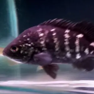 ikan carbo papua / hephaestus carbo