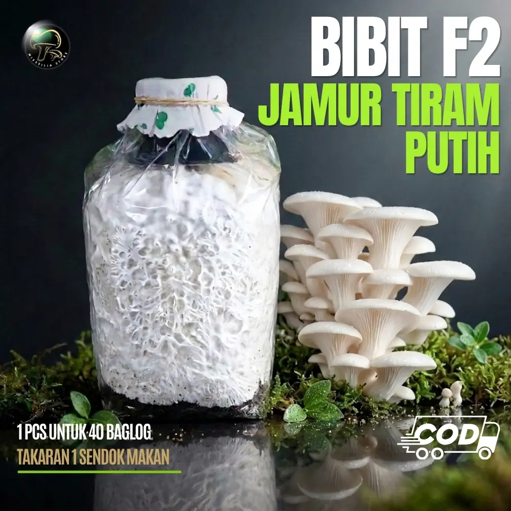 Bibit Jamur Tiram Putih F2 Media Serbuk Padi Menir Berkualitas Isi 250 gr