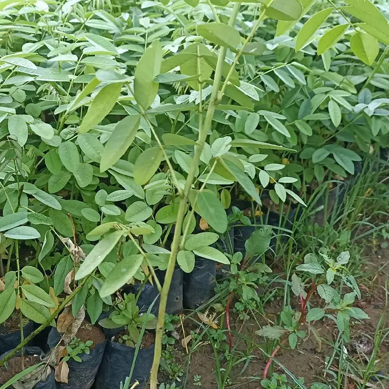 bibit tanaman indigofera pakan ternak bergizi tinggi 1