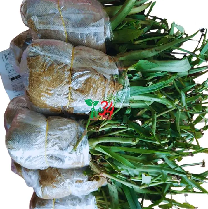 ba bầu,03 bầu LINH CHI THẢO rất nhiều cây thích hợp tách ra xử dụng,  nhân giống, cỏ dạ DẦY,  CỎ BAO TỬ- TỶ LỆ SỐNG 99% - Trồng chậu, thùng xốp, luống đất. 6