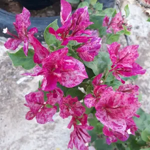 KRISTINA BOUGENVILLE IMPORT 100 ORIGINAL TERMURAH