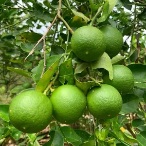 Jeruk Nipis segar 1kg langsung dari petani || harga murah