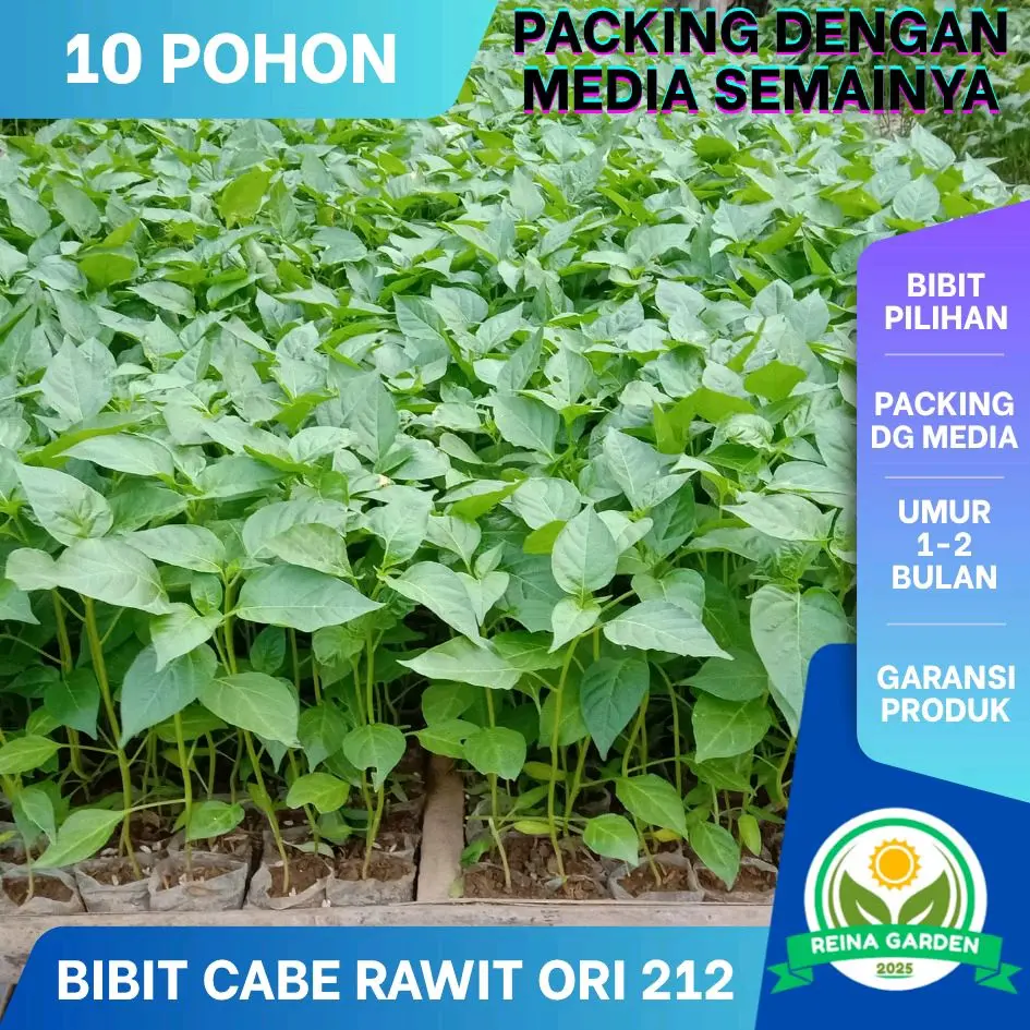 10 POHON BIBIT CABE RAWIT SETAN ORI 212 PACKING POLYBAG SIAP TANAM