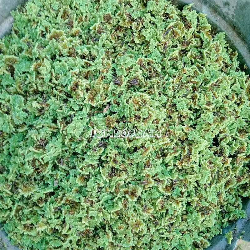 Azola Pakan ternak entok/ayam dan bintanang lainnya 3
