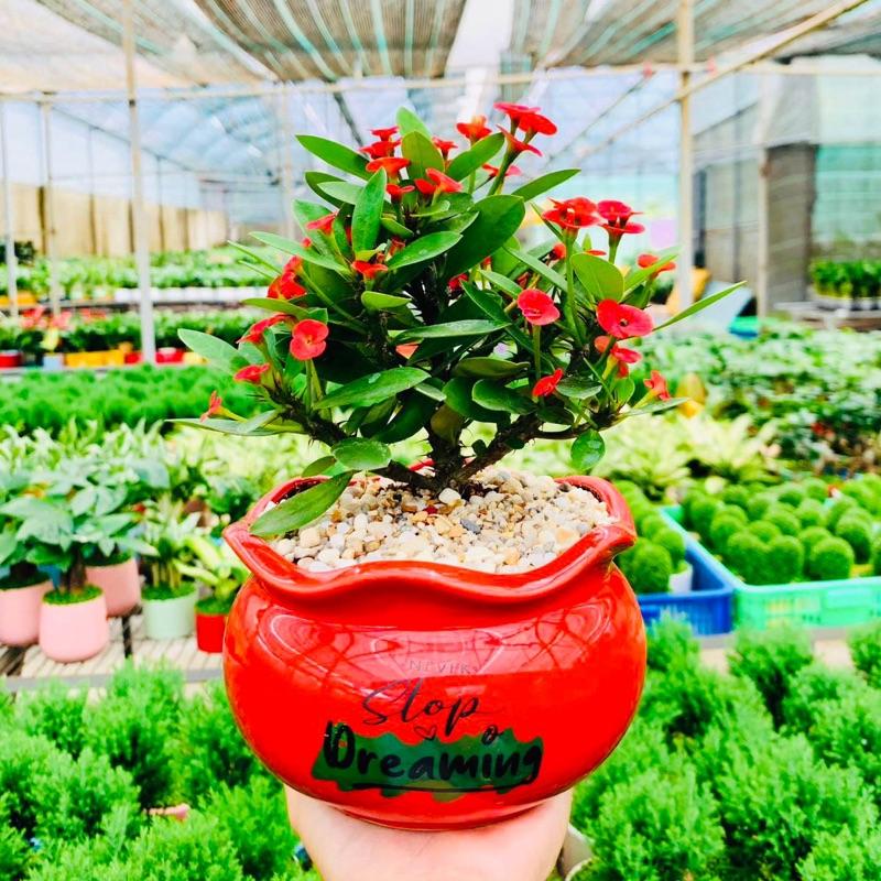 Cây 6CM Cây Xương Rồng Bát Tiên mini chậu sứ cao cấp - giao chậu ngẫu nhiên. Decor văn phòng phòng khách. Cây nội thất để bàn trang trí nơi ở