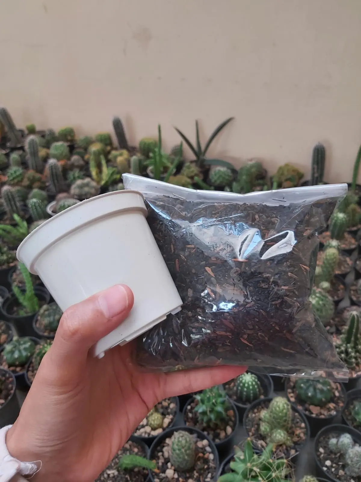 Pot 8 cm dan Media Tanam Kaktus Sukulen
