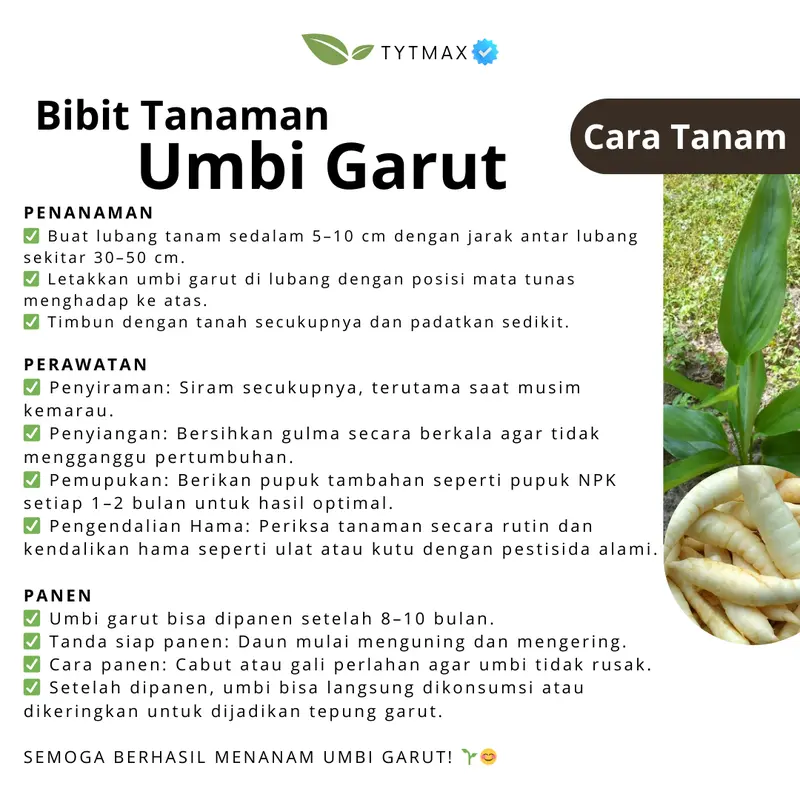 Bibit Umbi Garut Super! Bonus Umbi & Pupuk Kompos (Stok Terbatas jika ada) Harga Per Bibit Tanaman 3