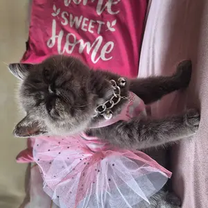 Baju Kucing Bahan Katun Dress Rasher Strip Series / Baju Kucing anjing kelinci / Size XS-XXL / Yuk Belanja Gaes!