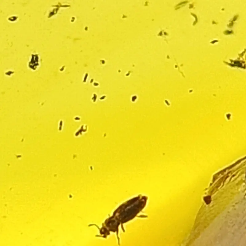 AMBER ISI SERANGGA PURBA ( AMBER INSECT) AMBER BURMITE KODE TT 4 2