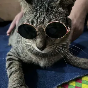 Kacamata Hewan Peliharaan Kacamata Model Kucing Anjing
