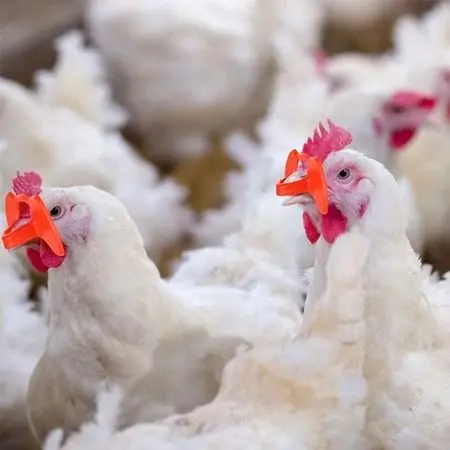 50pcs Kacamata Ayam Anti-pecking Goggles Chicken Glasses Farm Equipment Chicken Glasses Kaca Mata Ayam Kacamata Ayam 6
