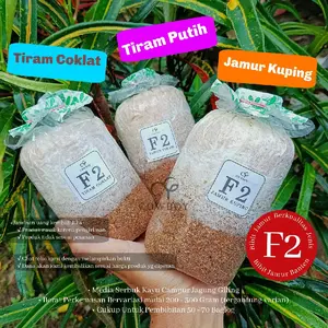 Bibit Jamur F2 jamur kuping, jamur tiram putih, jamur tiram coklat by cowboy Mushroom