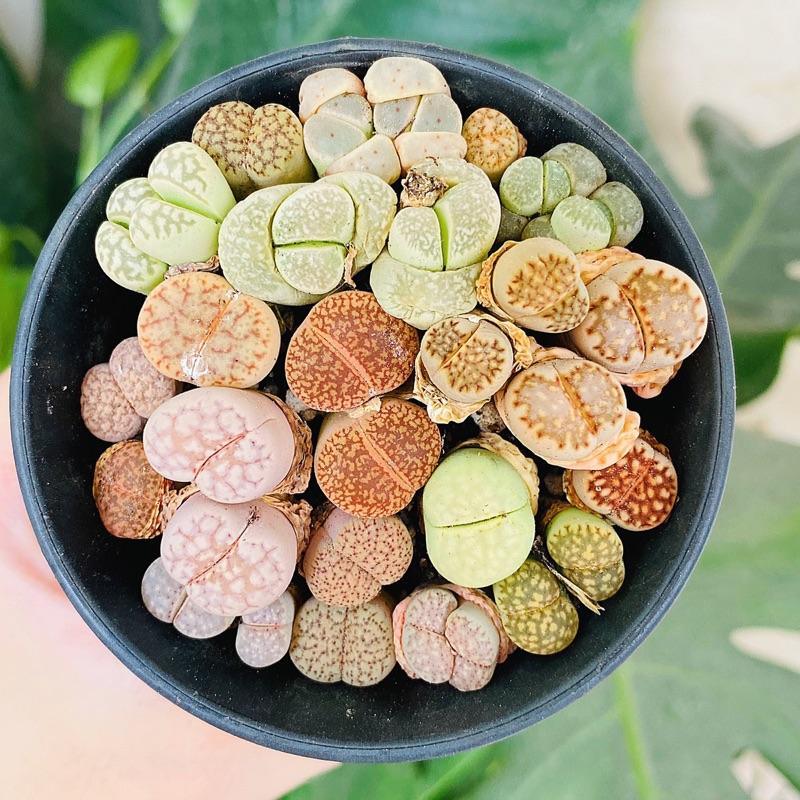 Sen Đá MôNg Cây Đôi - LITHOPS - Sen Đá Thạch Lan (Chậu 7.5cm) - Sen Đá Lithops Cây Mộng Nước Sen Đá Decor - Sen đá mini cực xinh - cây cảnh để bàn trồng - cây kèm chậu succulents 1