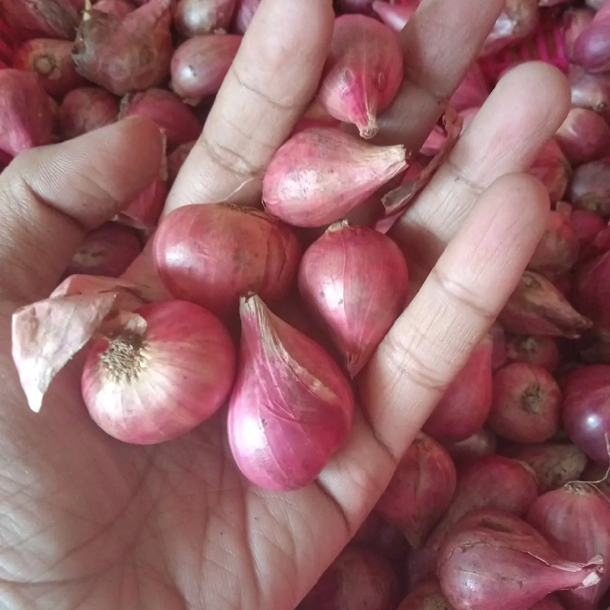 Bawang Merah Sedang 250 gr - Sayur Segar Kudus - Spices, Pedas, Jahe