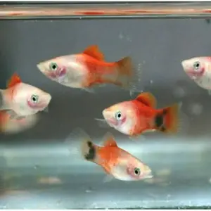 Platy mickey mouse - hiasan platy caroline  dekorasi