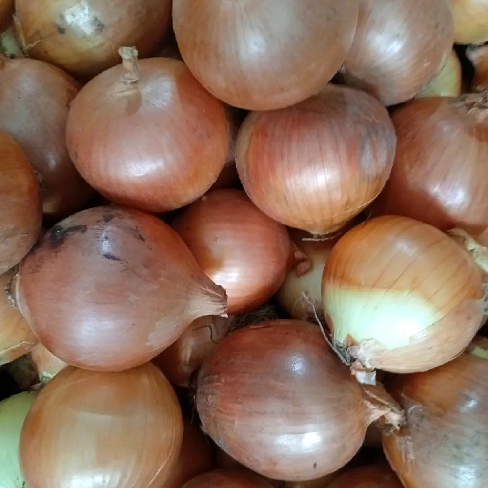 Bombay besar/sedang 1kg 5-7