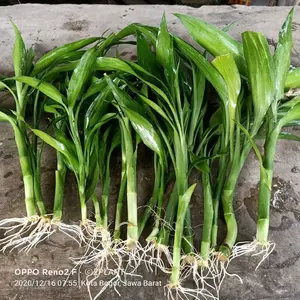 Bibit Bambu Hoki Sri Rejeki Sudah Berakar Siap Tanam Tanaman