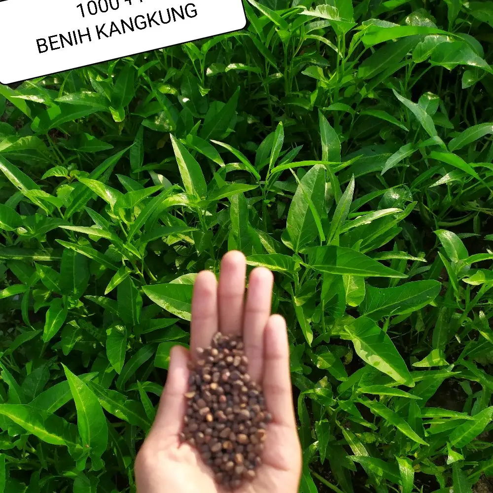 TERMURAH 1000++ Benih Kangkung Cabut Daun Sedang/ Mudah Tumbuh Cepat Panen/ Terlariiiss