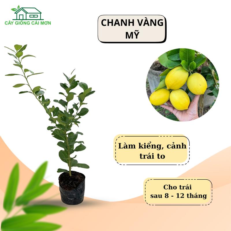 Cây giống Chanh Vàng Mỹ (chanh mỹ)